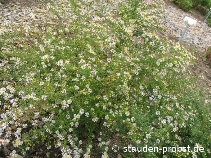 Aster ericoides 'Golden Spray' - Myrtenaster, Heideaster, Septemberkraut