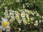 aster-ericoides-golden-spray