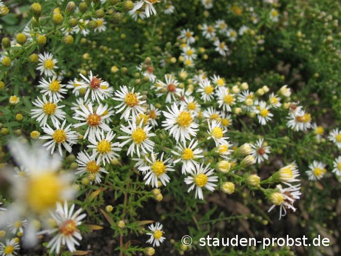 Aster ericoides 'Golden Spray' - Myrtenaster, Heideaster, Septemberkraut