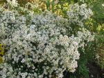 aster-ericoides-hugh-2