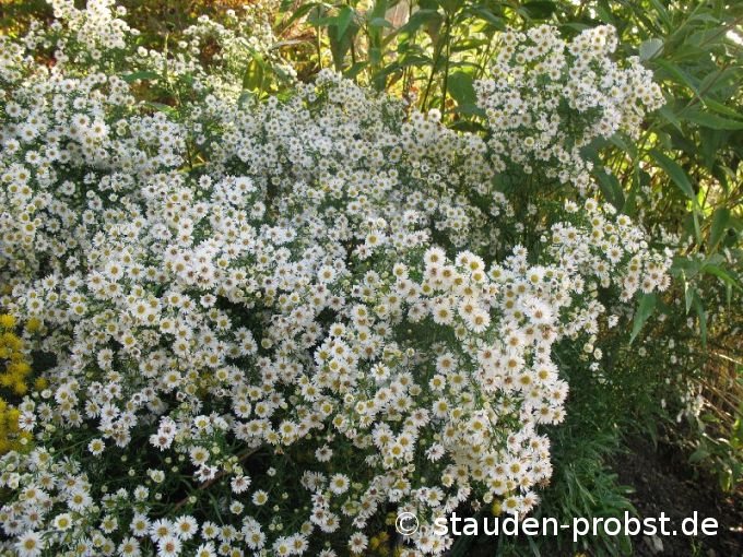 Aster ericoides 'Hugh' - Myrtenaster