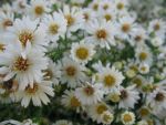 aster-ericoides-hugh