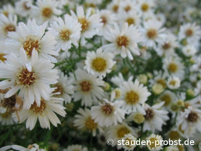 Aster ericoides 'Hugh' - Myrtenaster
