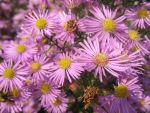 aster-ericoides-pink-star-2