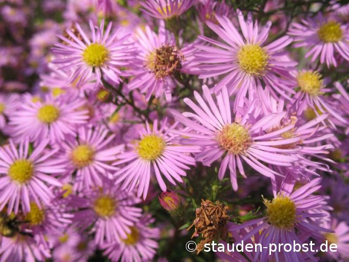 Aster ericoides 'Pink Star' - Heideaster, Myrtenaster, Septemberkraut