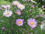 aster-ericoides-pink-star-3