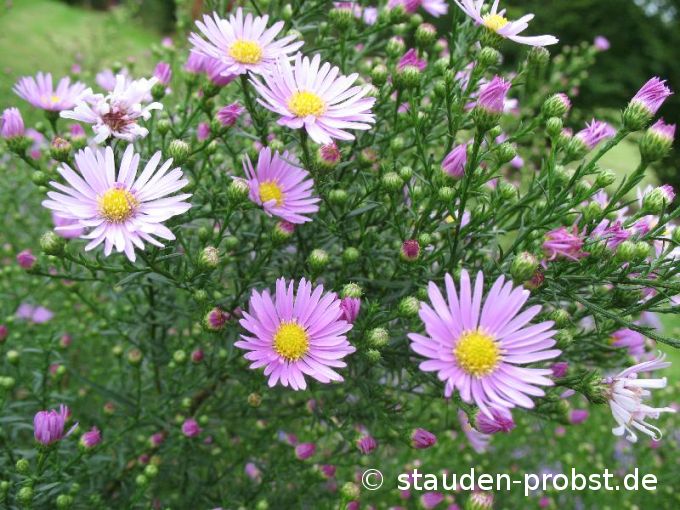 Aster ericoides 'Pink Star' - Myrtenaster, Heideaster, Septemberkraut