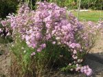 aster-ericoides-pink-star