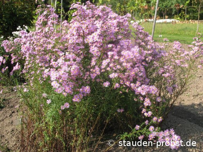 Aster ericoides 'Pink Star' - Heideaster, Myrtenaster, Septemberkraut