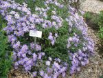 aster-frikartii-wunder-von-staefa-2
