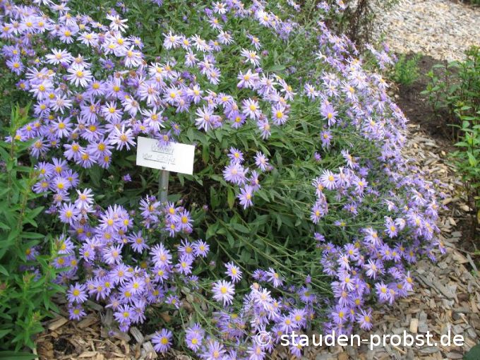 Aster frikartii 'Wunder von Stäfa' - Sommeraster