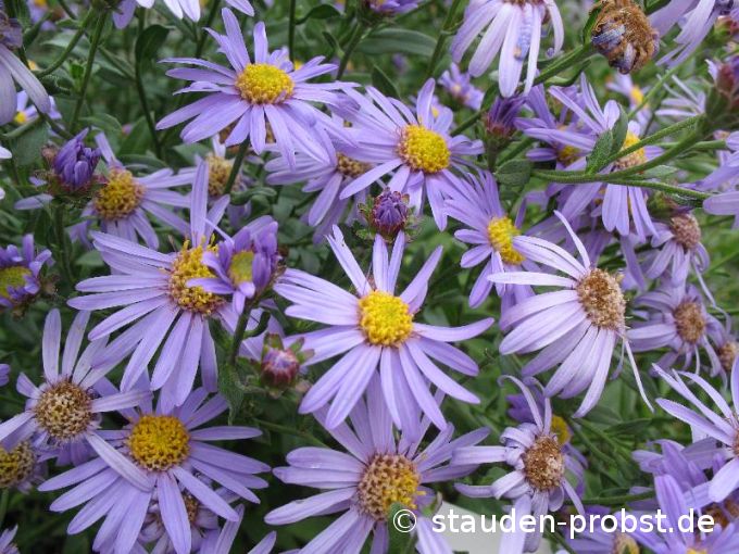 Aster frikartii 'Wunder von Stäfa' - Sommeraster