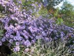 aster-laevis-calliope-3