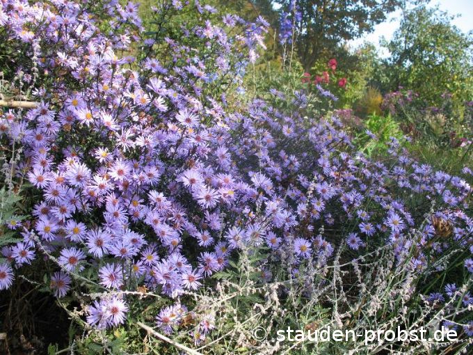 Aster laevis 'Calliope'  Glatte Aster