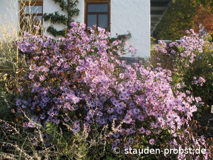 Aster laevis 'Calliope' - Glatte Aster