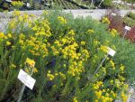 aster-linosyris-2