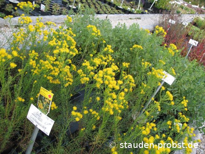 Aster linosyris - Goldhaaraster