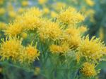 aster-linosyris