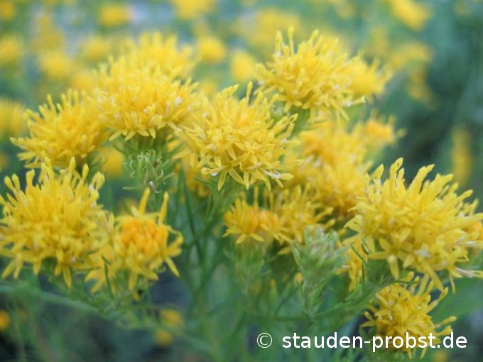 Aster linosyris - Goldhaaraster