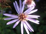 aster-macrophyllus-twilight-2