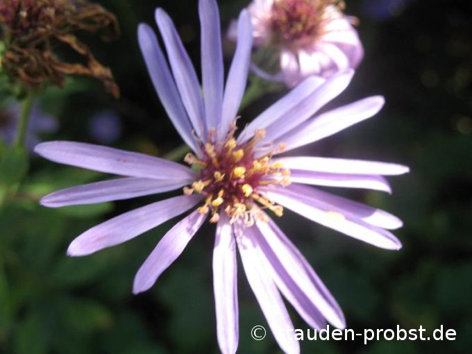Aster macrophyllus 'Twilight' - Gro&szlig;blättrige Aster
