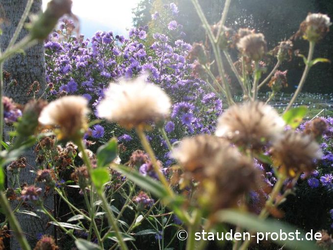 Aster macrophyllus 'Twilight' - Gro&szlig;blättrige Aster