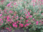 aster-novae-angliae-alma-poetschke-2