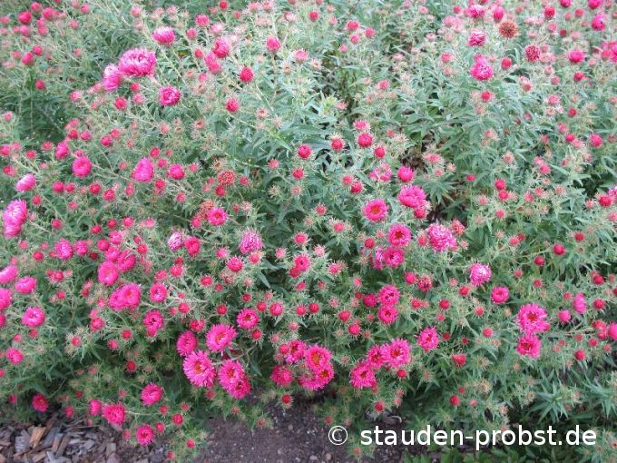 Aster novae-angliae 'Alma Poetschke' - Raublattaster