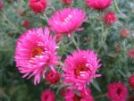 aster-novae-angliae-alma-poetschke