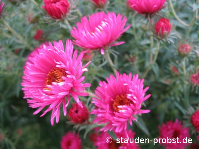 Aster novae-angliae 'Alma Poetschke' - Raublattaster