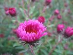 aster-novae-angliae-andenken-an-paul-gerber
