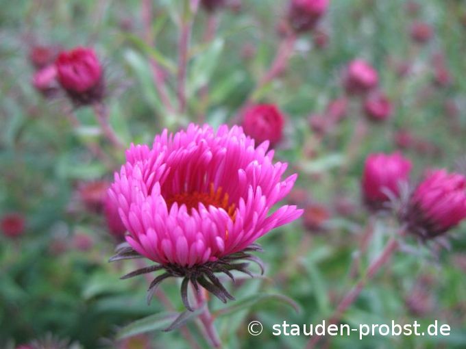 Aster novae-angliae 'Andenken an Paul Gerber' - Raublattaster