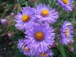 aster-novae-angliae-barrs-blue