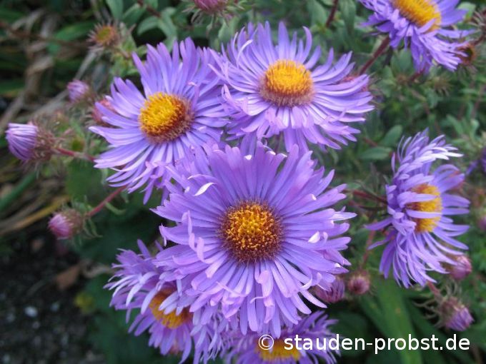 Aster novae-angliae 'Barr's Blue' - Raublattaster