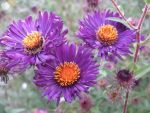 aster-novae-angliae-constance