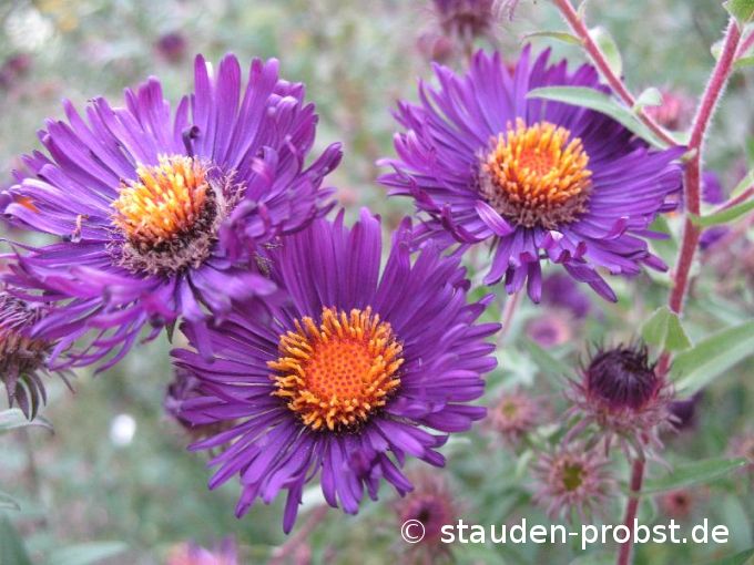 Aster novae-angliae 'Constance' - Raublattaster