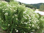 aster-novae-angliae-herbstschnee-2