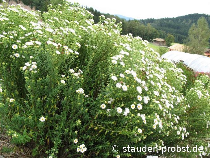 Aster novae-angliae 'Herbstschnee' - Raublattaster