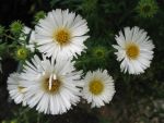 aster-novae-angliae-herbstschnee
