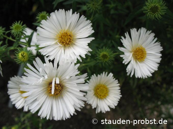 Aster novae-angliae 'Herbstschnee' - Raublattaster