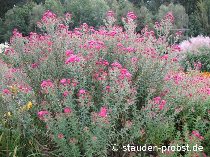 Aster novae-angliae 'Lachsglut' - Raublattaster
