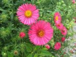 aster-novae-angliae-lachsglut