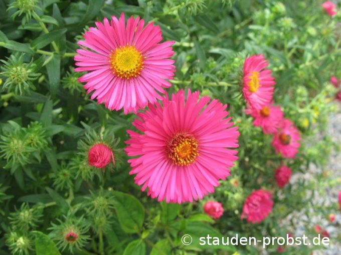 Aster novae-angliae 'Lachsglut' - Raublattaster