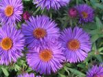 aster-novae-angliae-purple-dome-2