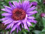 aster-novae-angliae-purple-dome