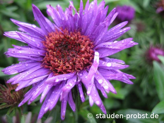 Aster novae-angliae 'Purple Dome' - Raublattaster
