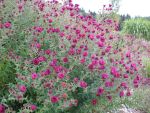 aster-novae-angliae-rubinschatz-3