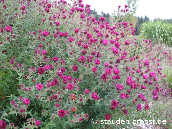 Aster novae-angliae 'Rubinschatz' - Raublattaster