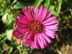 aster-novae-angliae-rubinschatz-4