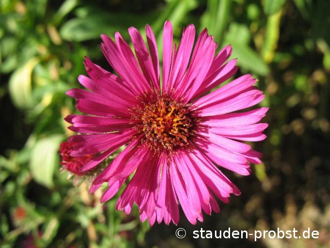Aster novae-angliae 'Rubinschatz' - Raublattaster